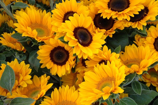 Bright Yellow Vibrant Sunflowers Summer 2013