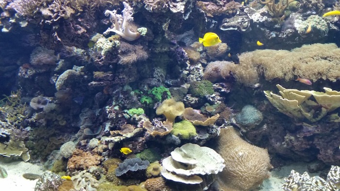 Best Aquariums in Europe Travel Blogger 2015